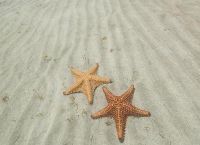 Морские звезды на одноименном пляже