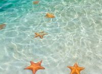 Морские звезды на песчаном дне