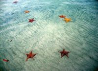 Морское дно усеяно морскими звездами