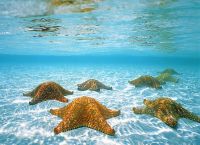 Особенность пляжа - морские звезды