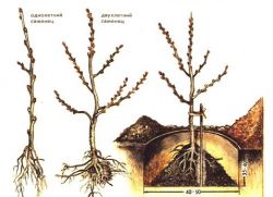 sadzenie i pielęgnowanie rokitnika