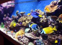 morski akvarij 1