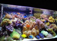 морски аквариум 5