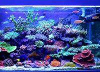 морски аквариум 7