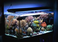 морски аквариум 8