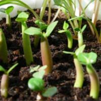 kako saditi seme adenomija
