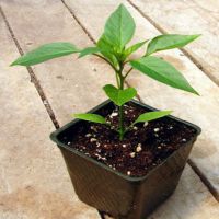 způsoby výsevu semen papriky v sazenicích