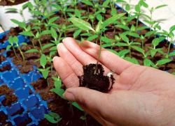 pravidla pro vysetí semen papriky na sazenice