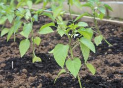 rastući sadnice slatkog papra