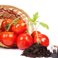 sadnice rajčice kod kuće