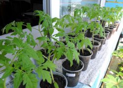 rajčatové sazenice na parapetu