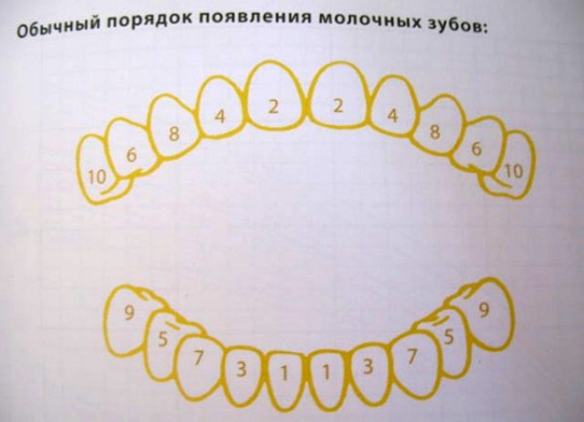 модел на зъби при деца