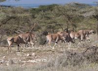 Антилопы в заповеднике Шаба