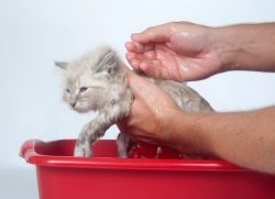 Šampon pro blchy pro kočky1