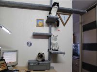 Regály pro kočky na stěně 8