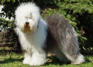 Sheep dogs breeds8