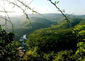 Растительный мир Шимба-Хиллс