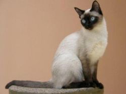 Sijamske mačke boje