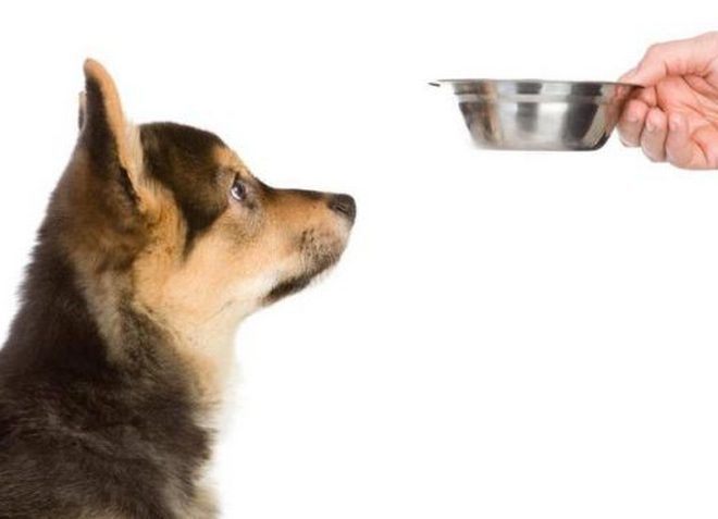 питание собаки после отравления