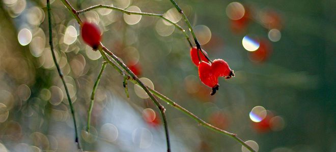 folk omens za izpolnitev