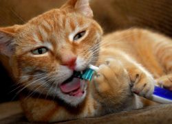 Причини за лош дъх при котки1