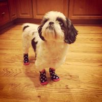 Čarape za pse2