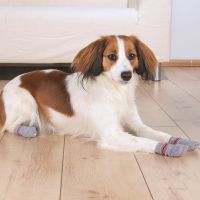 Ponožky pro psy4