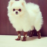 Čarape za pse6