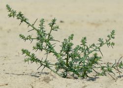 билкови треви holmovaya лечебни свойства