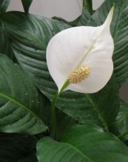 vnitřní květina spathiphyllum
