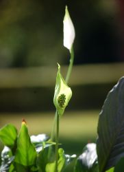 Как ухаживать за цветком спатифиллум