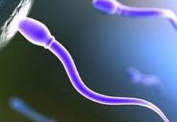 spermie a těhotenství