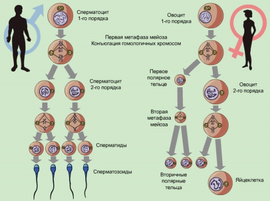 spermatogeneza in ovaeneza