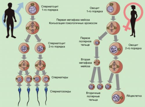 сперматогенеза и овогенеза1