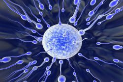 тест сперматозоида