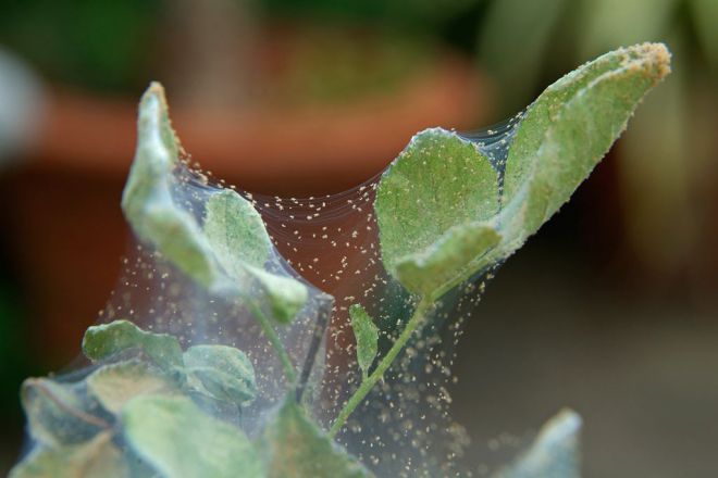 паутинный клещ на растениях симптомы