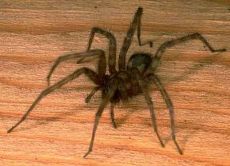 какви паяци живеят у дома