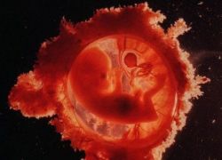 stadium rozwojowe ludzkiego zarodka