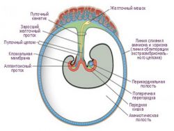 embryonální fáze