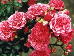 sadnja i njegu standardnih ruža 1