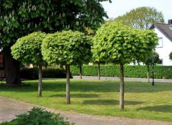 oblikovanje standardnih oblik dreves