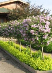 Lilac Stem Sadzenie i pielęgnacja