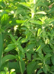 stevia расте и грижи