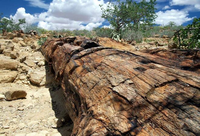 Каменный лес Намибии