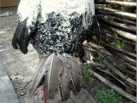Stork iz montažne pene11
