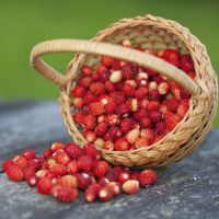 korisna svojstva divljih jagoda