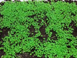 rosnące streptocarpus z nasion