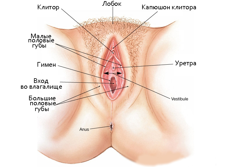 strukturo klitorisa