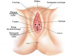 ženská struktura klitorisu