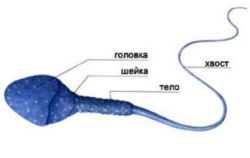 дијаграм структуре сперме